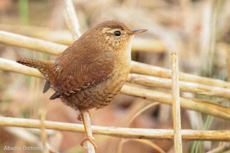 wren
