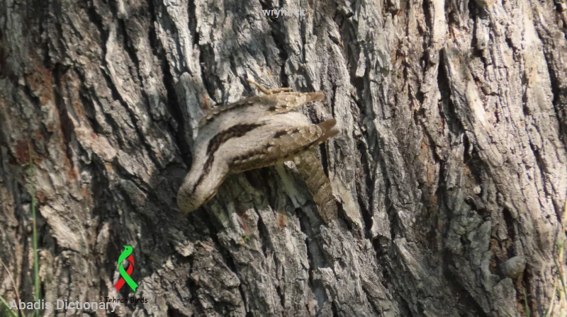 wryneck