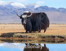 yak