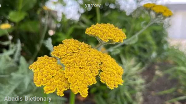 yarrow