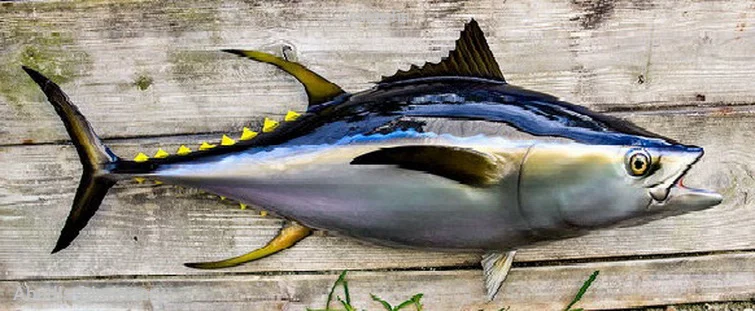 yellowfin