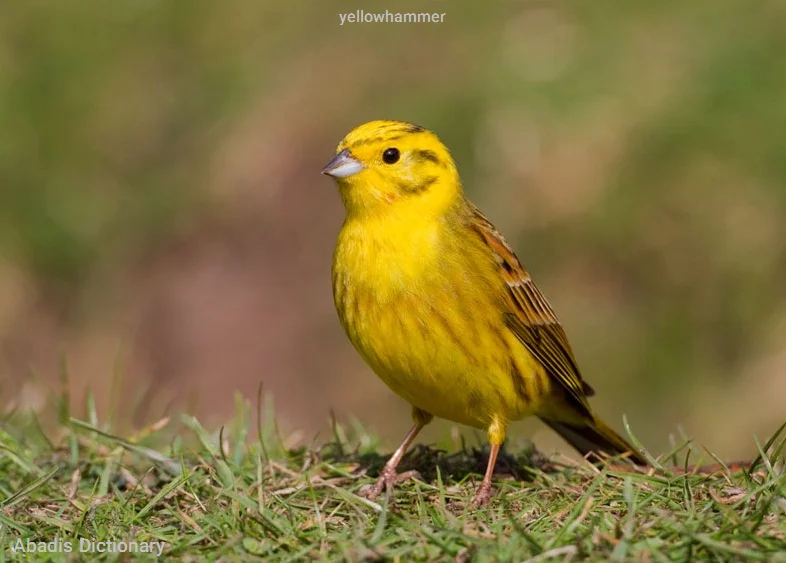 yellowhammer