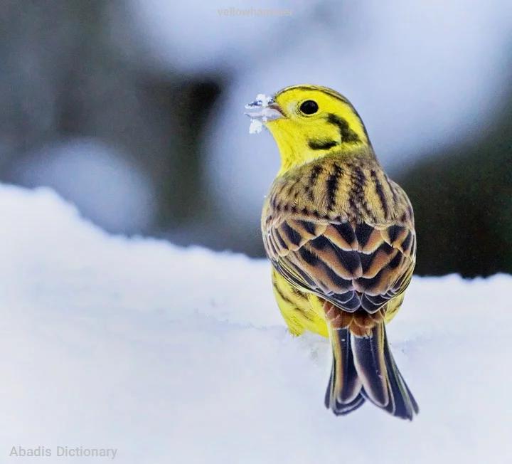 yellowhammer
