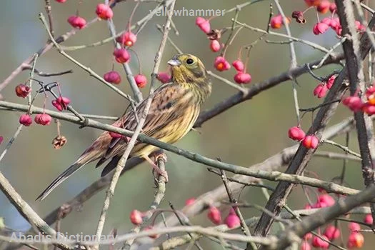 yellowhammer