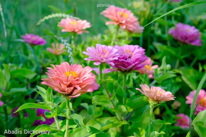 zinnia