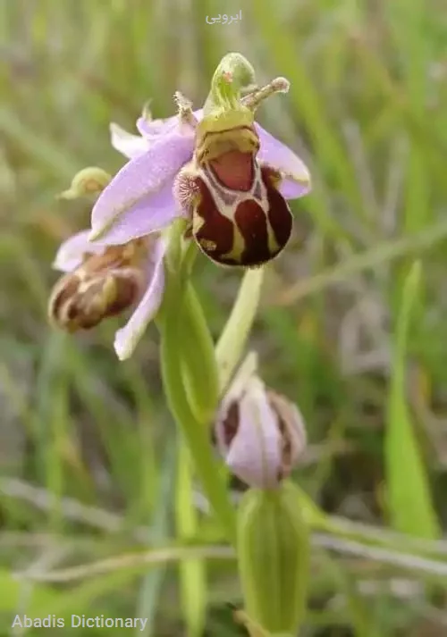 ابرویی