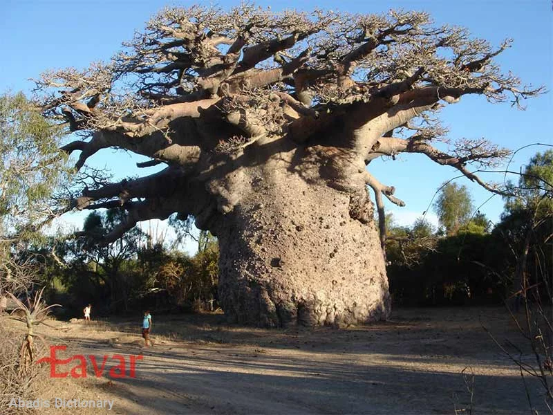 ادانسونیا