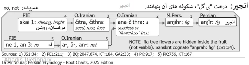 انجیر