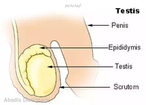 اپیدیدیم