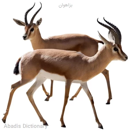 بزاهوان