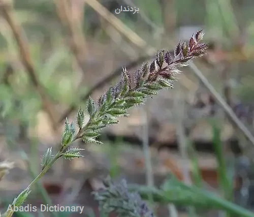 بزدندان