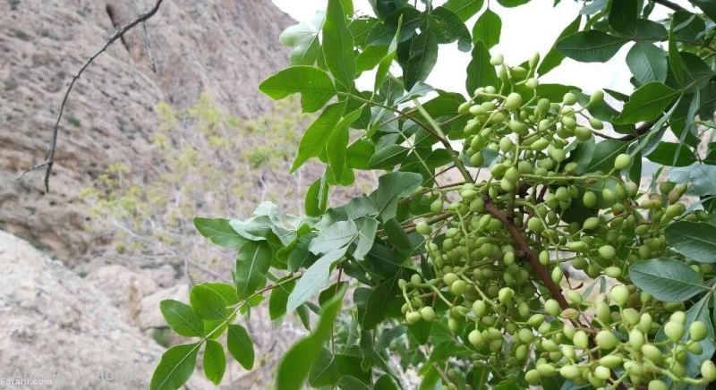 بنک