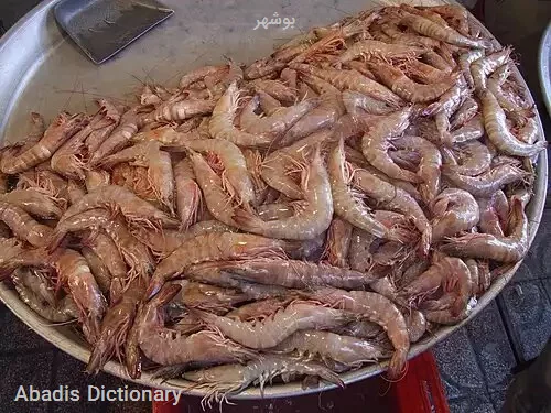 بوشهر