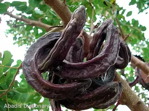 خرنوب