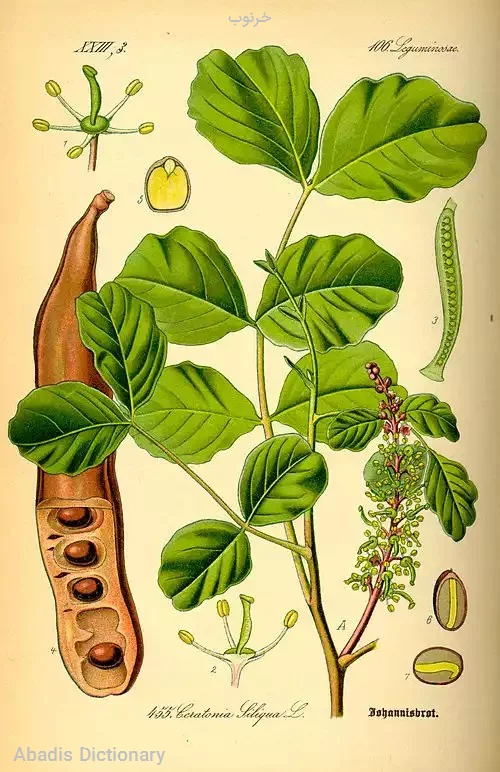 خرنوب