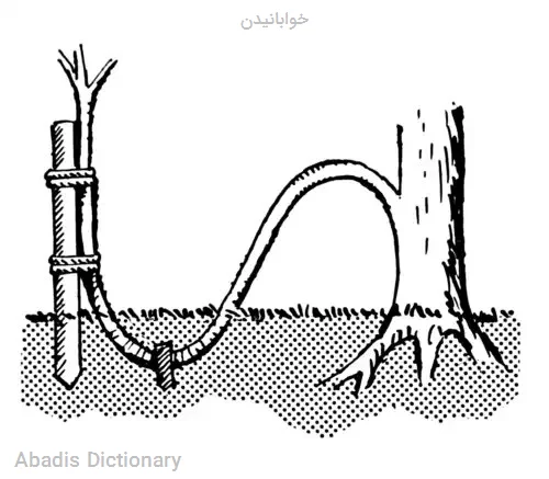 خوابانیدن