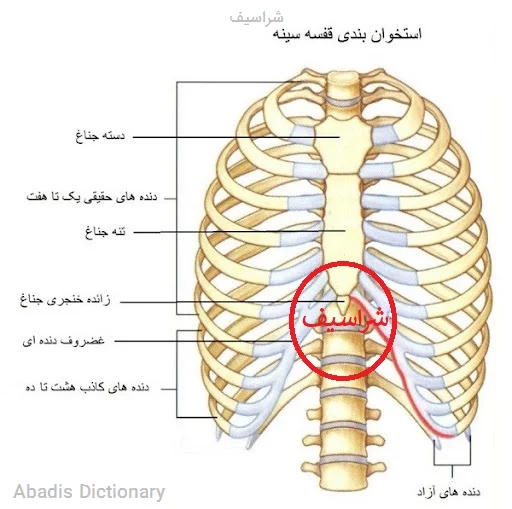 شراسیف