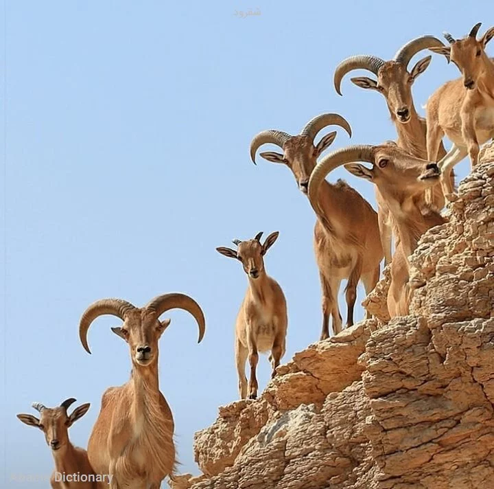 شقرود