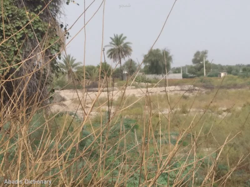 شمجو