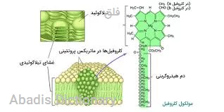 فلق