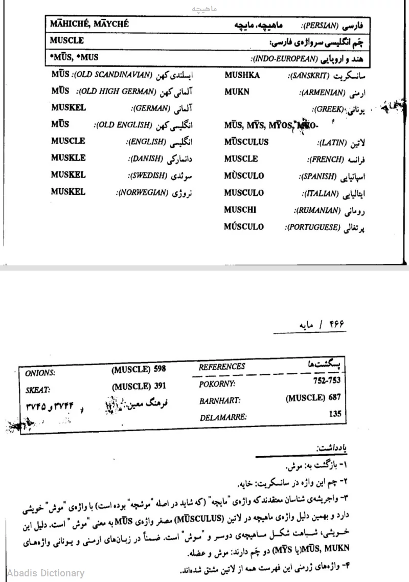 ماهیچه