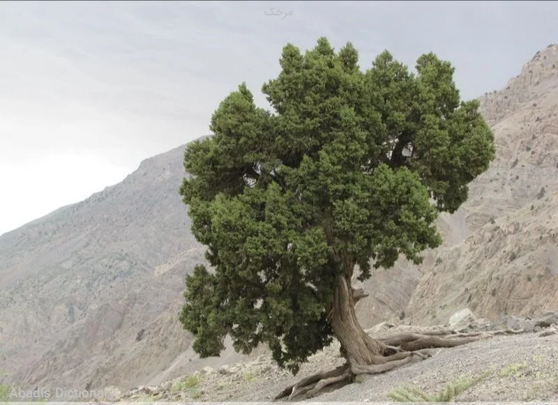 مرخک
