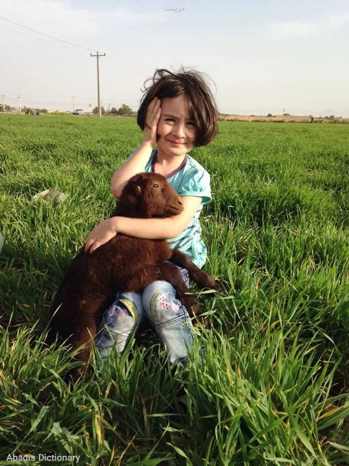 مرینت