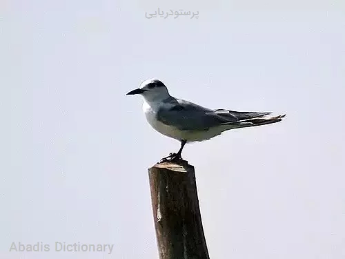 پرستودریایی