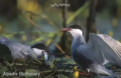 پرستودریایی