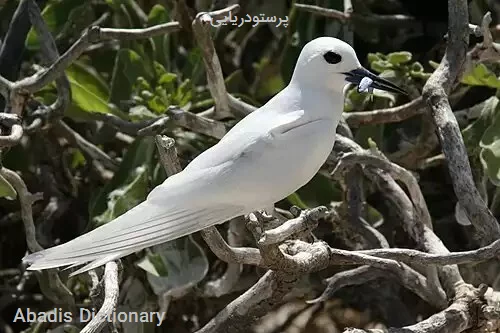 پرستودریایی