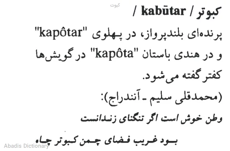 کبوت