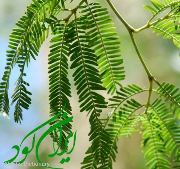 کهور