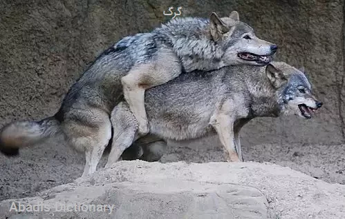 گرگ
