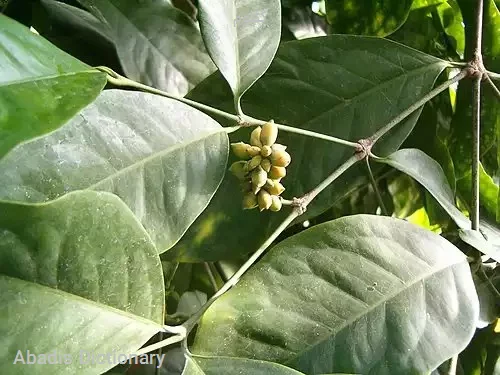 گنتوم