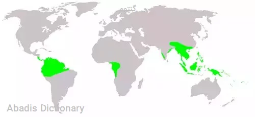 گنتوم