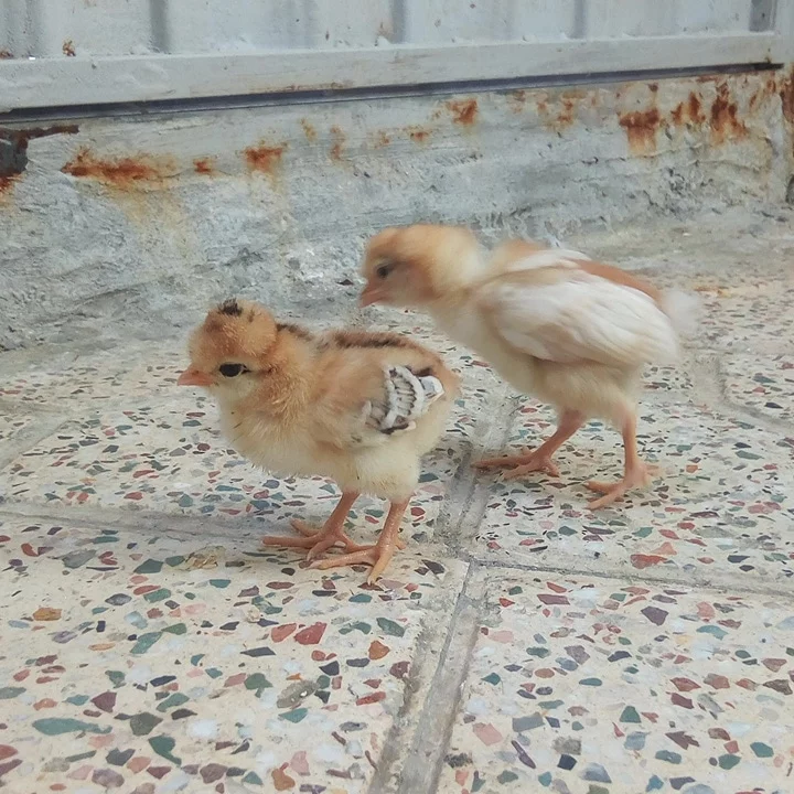 کاربر