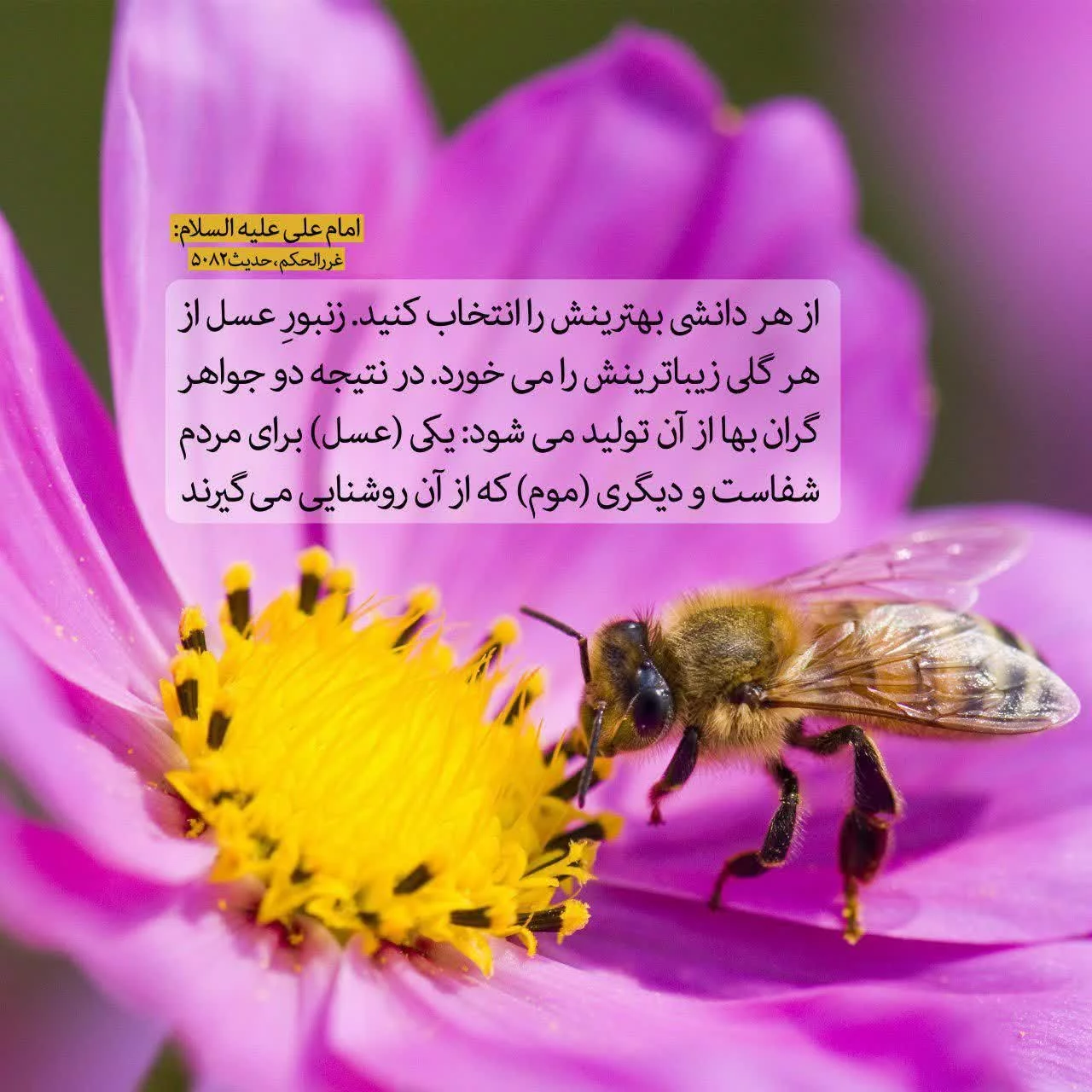 کاربر