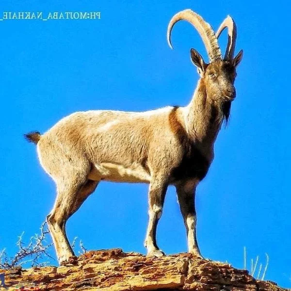 کاربر