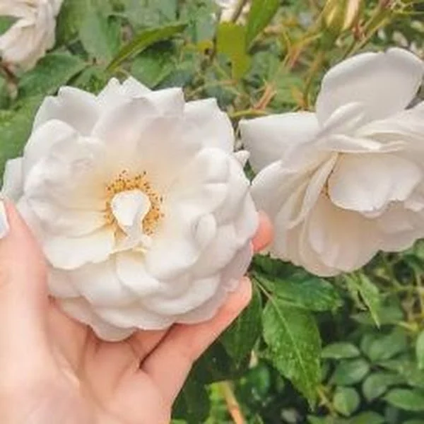 کاربر