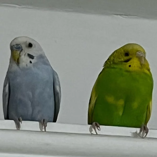 کاربر