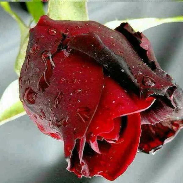 کاربر