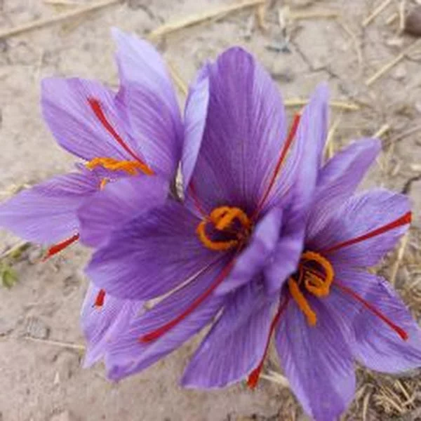 کاربر