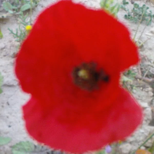 کاربر