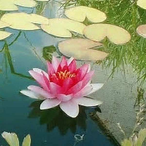 کاربر