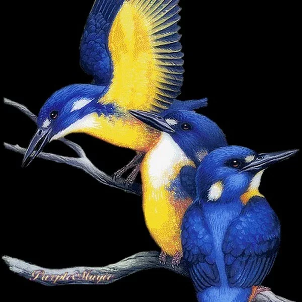 کاربر
