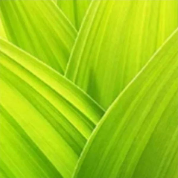 سید علی رستمیان