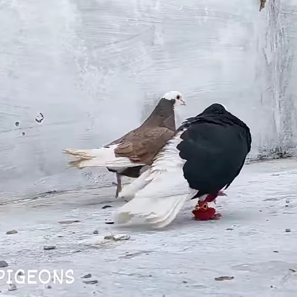 کاربر