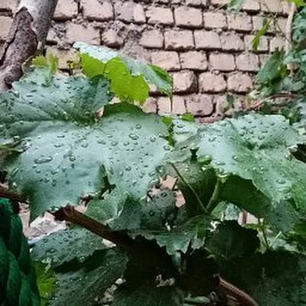 کاربر