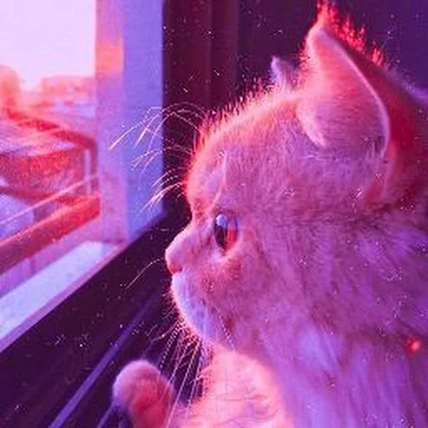 کاربر