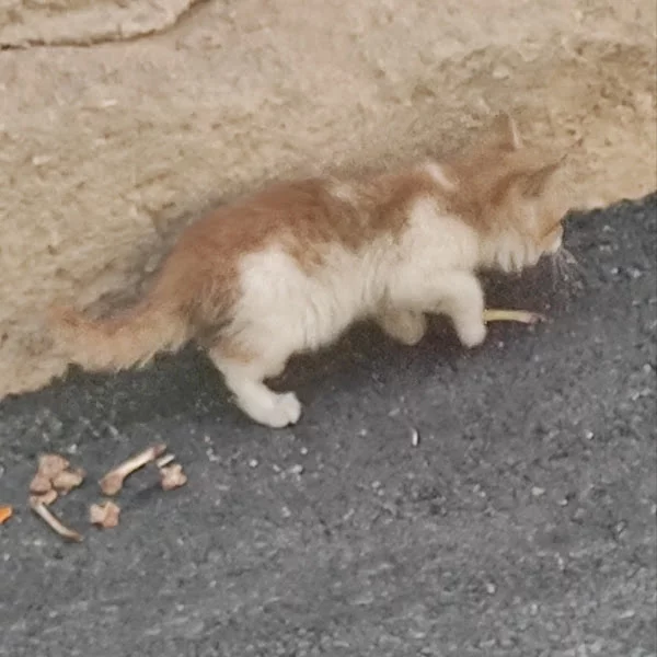 کاربر